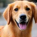 Foto van een enthousiaste golden retriever Freddie.